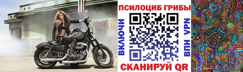 наркота  Иваново  Галлюциногенные грибы Psilocybe 